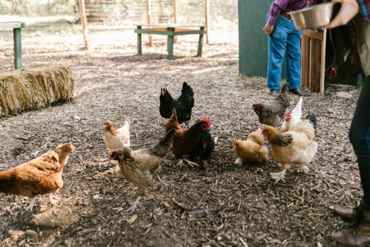 How To Plan the Perfect Chicken Coop: 5 Key Things to Consider